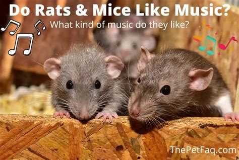 do mice like music - Exploring the Uncharted Waters of Rodent Musical Preferences