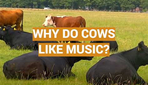 Why is country music so popular and why do cows secretly hum along?